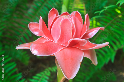 Etlingera Elatior or Red Torch Ginger photo