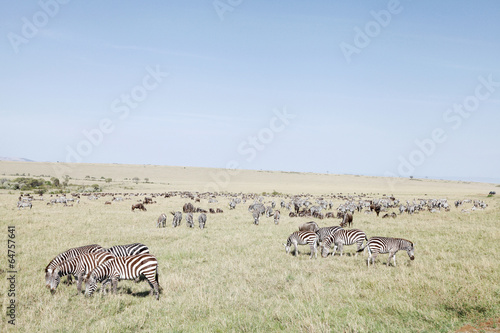 Beautiful Zebras   wildebeests at Masai Mara National Park