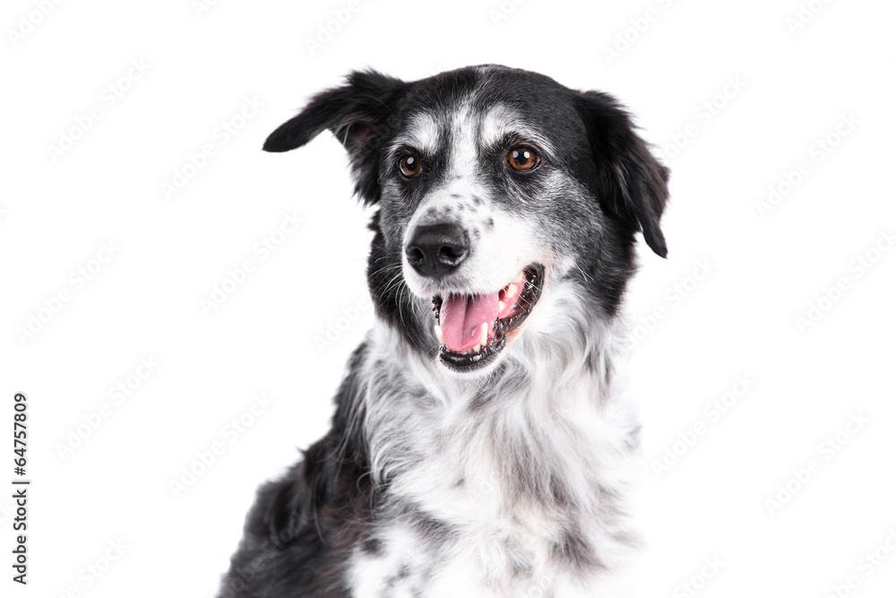 Border Collie dog on a white background Border Collie dog on a white background