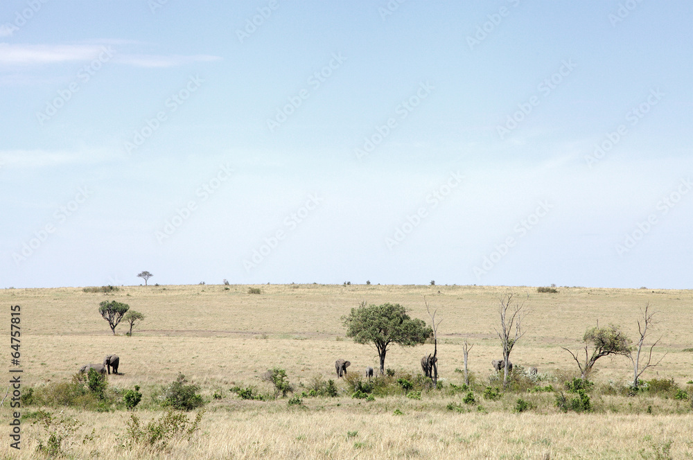 Elephants in its habitat, savannah grassland of Masai Mara