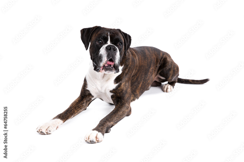 Boxer dog on a white background Boxer dog on a white background