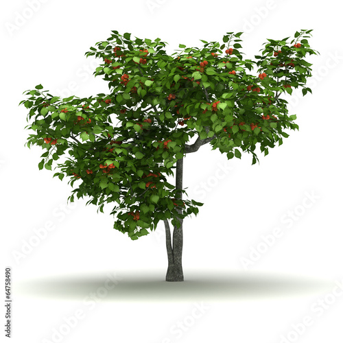 Single Apricot Tree