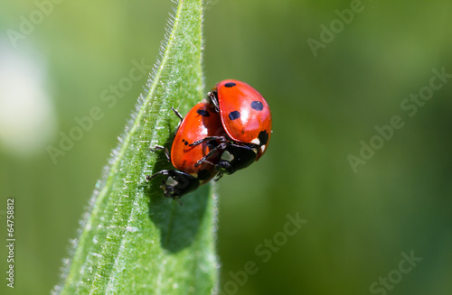 Piggyback Ladybugs © René Pi