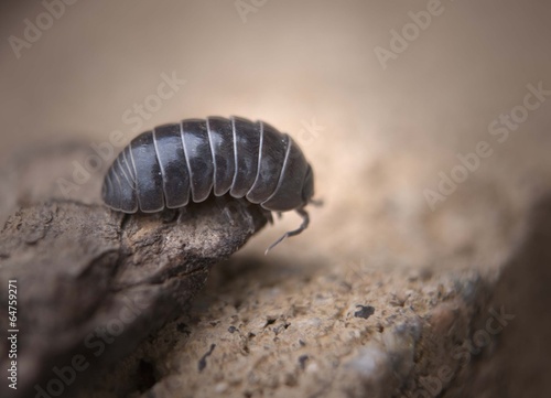 Roly Poly Macro