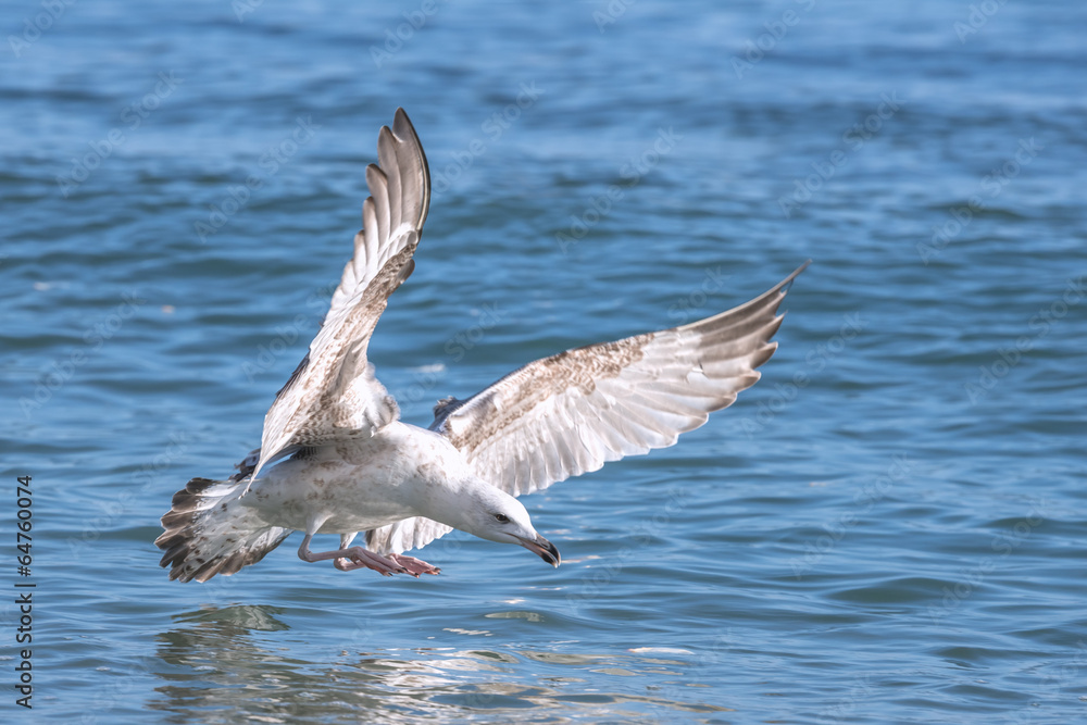 Fototapeta premium seagull