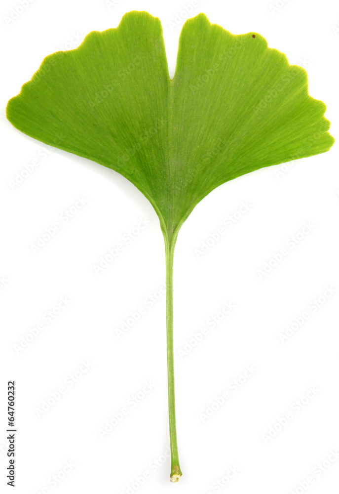 Fototapeta premium ginkgo biloba leaves isolated on white background