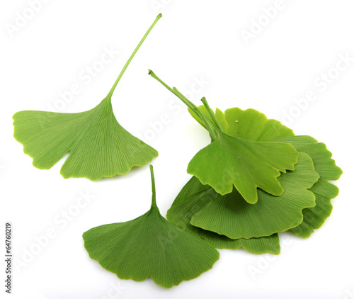 ginkgo biloba leaves isolated on white background