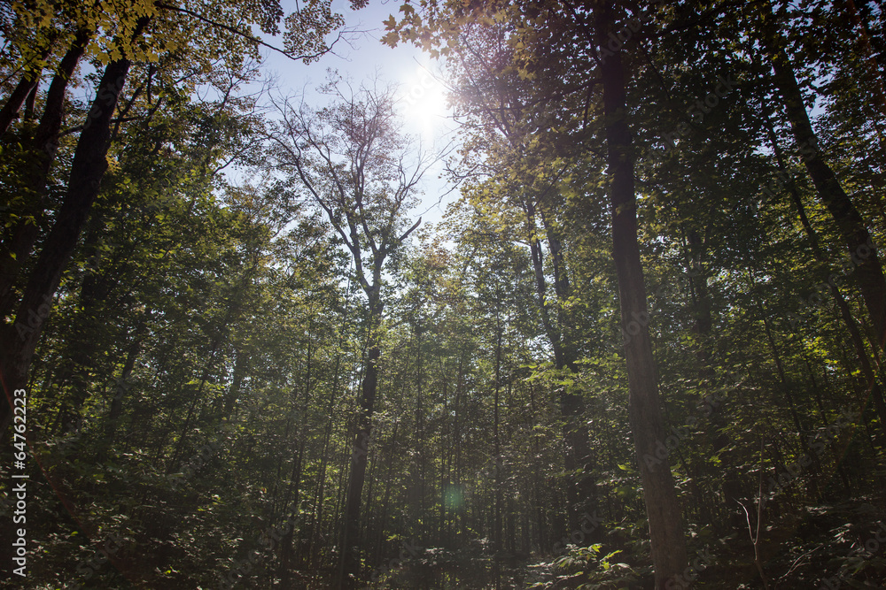 Trees in a forest, Tobermory, Ontario, Canada Trees in a forest, Tobermory, Ontario, Canada