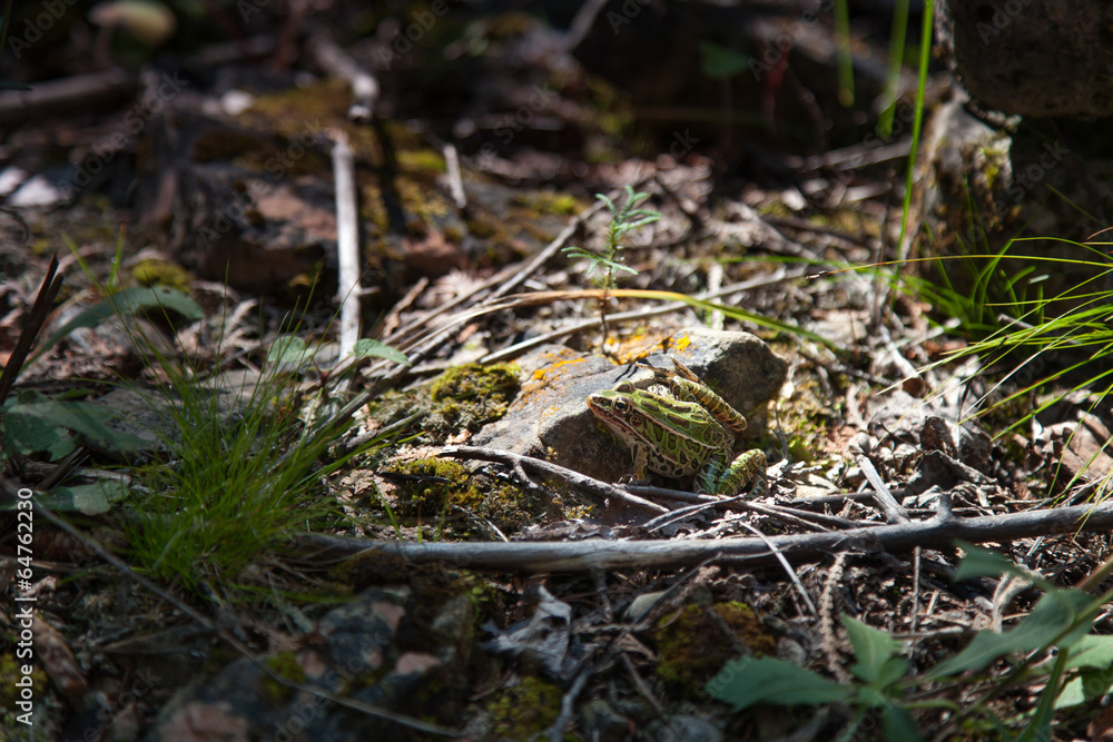Frog in a forest, Tobermory, Ontario, Canada