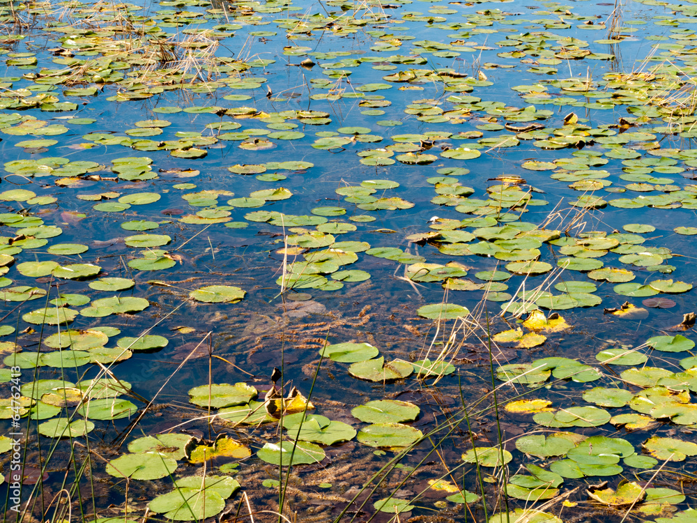 Water lily plants floating on water Water lily plants floating on water