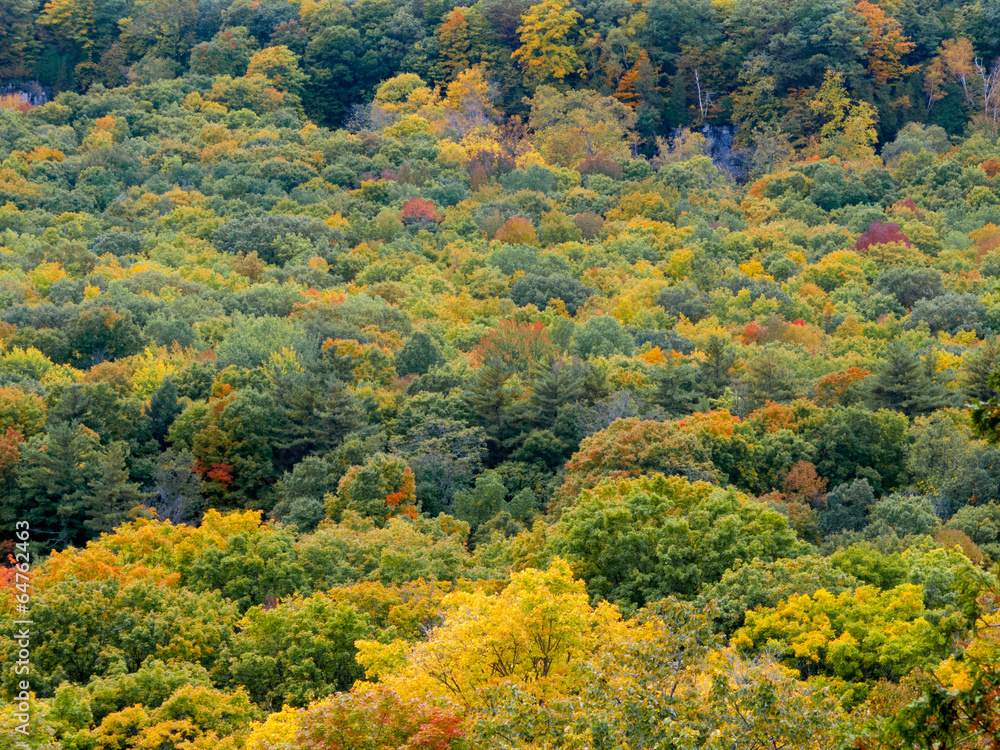 Autumn trees in a forest, Tobermory, Ontario, Canada Autumn trees in a forest, Tobermory, Ontario, Canada