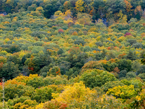 Fototapeta Naklejka Na Ścianę i Meble -  Autumn trees in a forest, Tobermory, Ontario, Canada