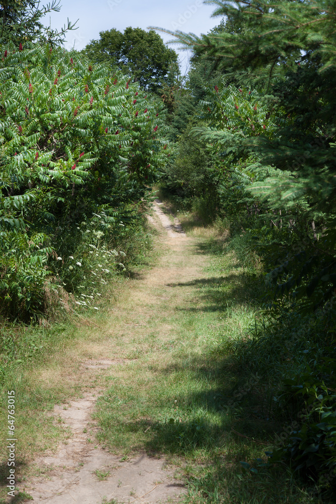 Trail passing through a forest, Tobermory, Ontario, Canada Trail passing through a forest, Tobermory, Ontario, Canada