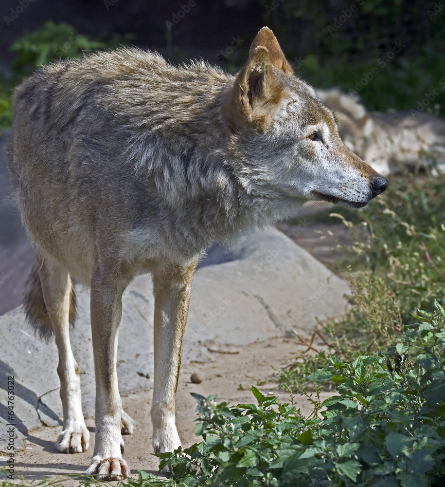 Fototapeta premium Grey wolf