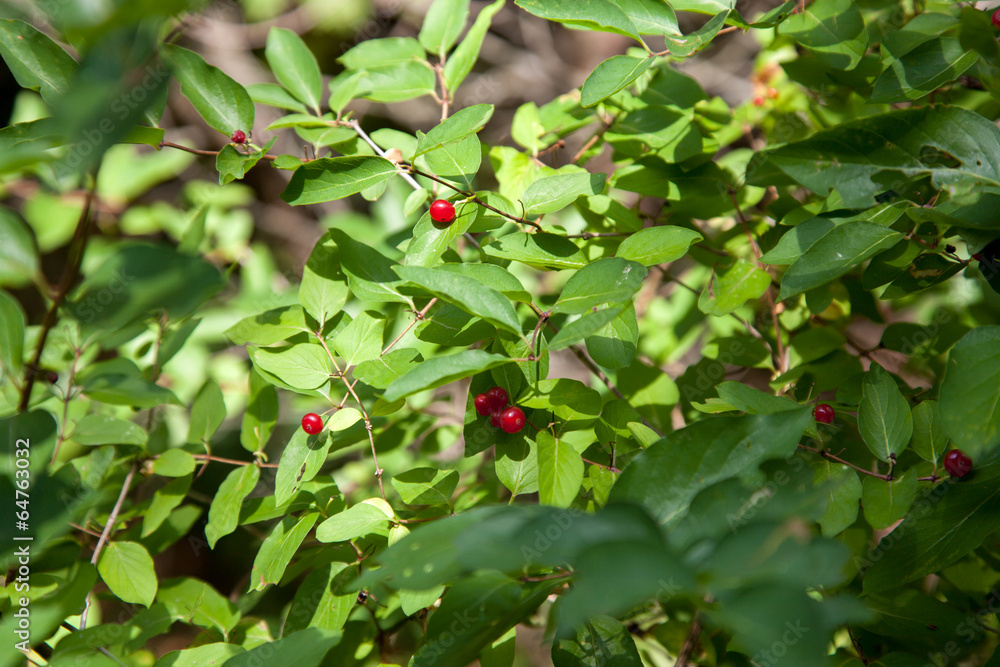 Honeysuckle berries growing on a tree, Tobermory, Ontario, Canad