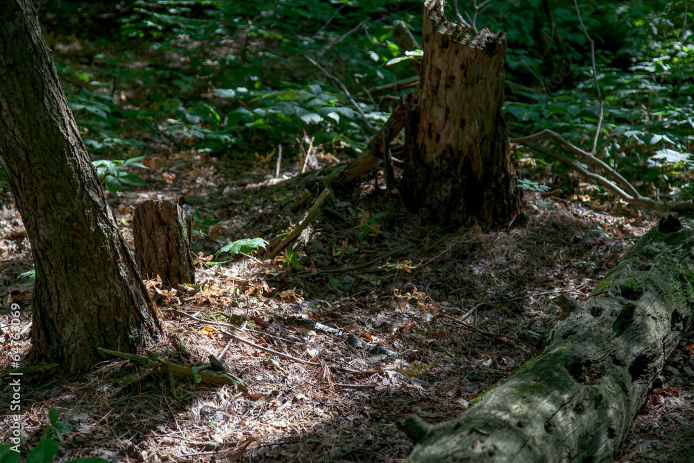 Fallen trees in a forest, Tobermory, Ontario, Canada Fallen trees in a forest, Tobermory, Ontario, Canada