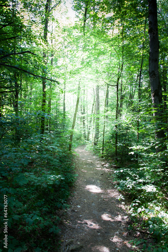 Trail passing through a forest, Tobermory, Ontario, Canada