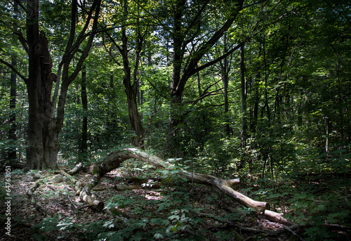 Fallen tree in a forest  Tobermory  Ontario  Canada