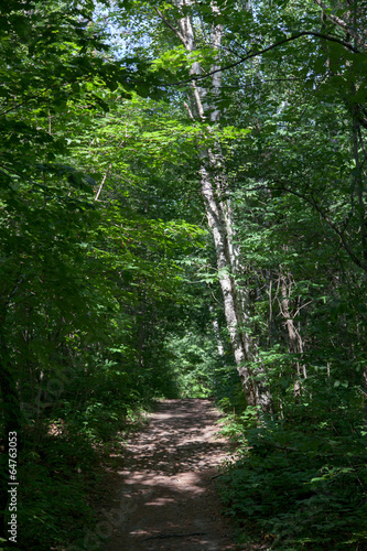 Trail passing through a forest, Tobermory, Ontario, Canada