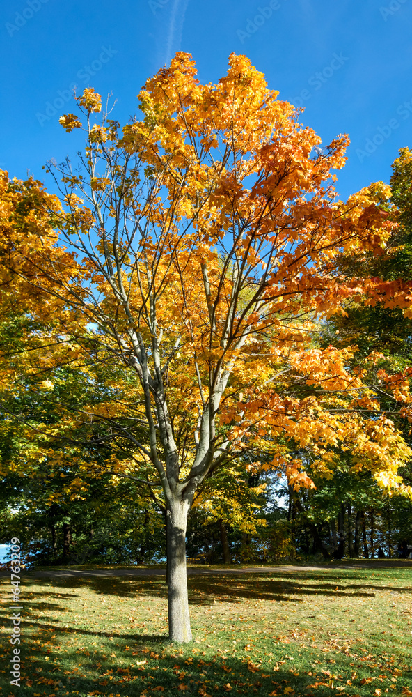 Autumn trees in a park