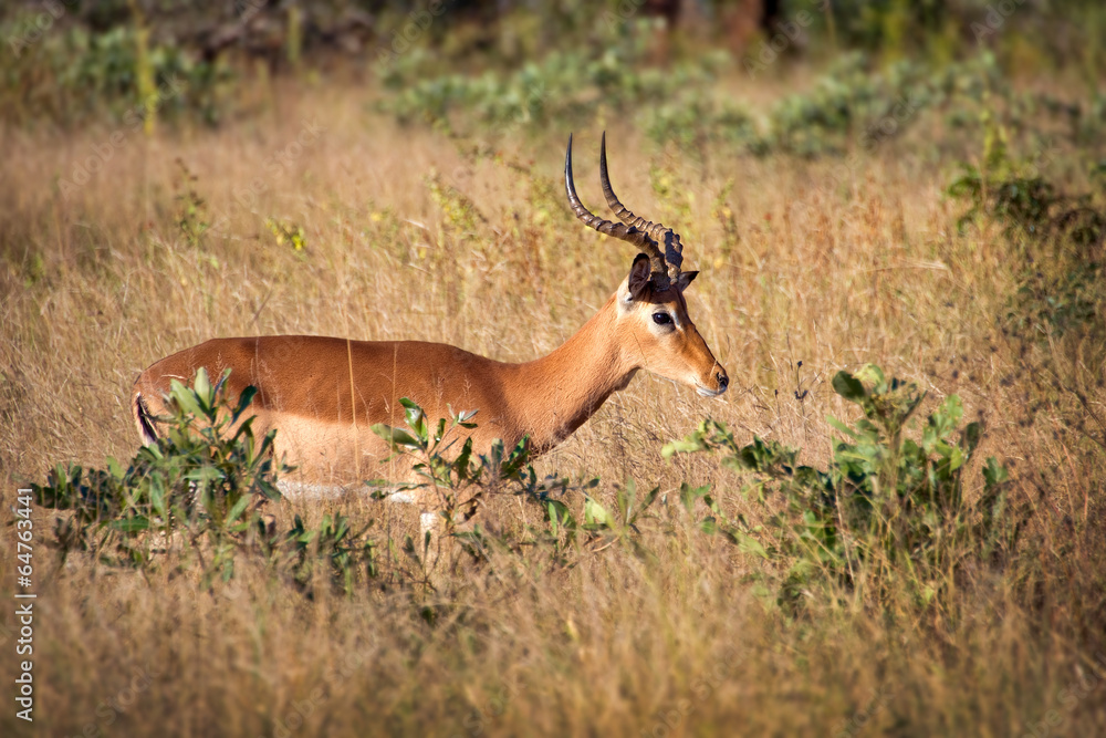 Fototapeta premium Male impala, South Africa