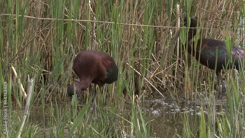 Glossy Ibises hunting frogs in the tall grass in the lake Glossy Ibises hunting frogs in the tall grass in the lake