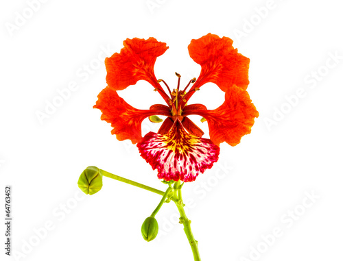 Peacock flower