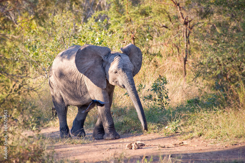Elephant calf, South Africa