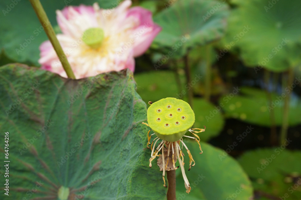 Lotus seed and lotus flower in pond Lotus seed and lotus flower in pond