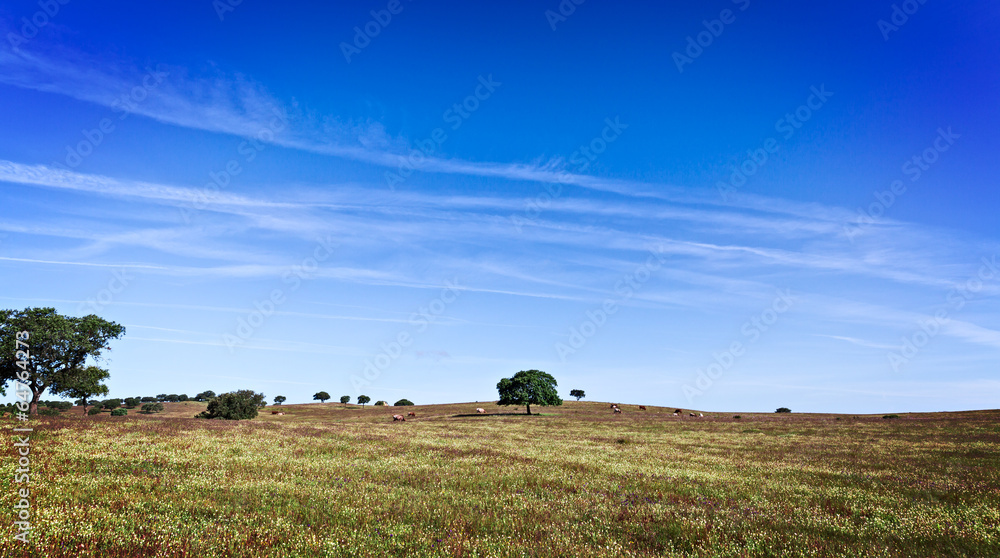 Fototapeta premium Green Grass Field Landscape