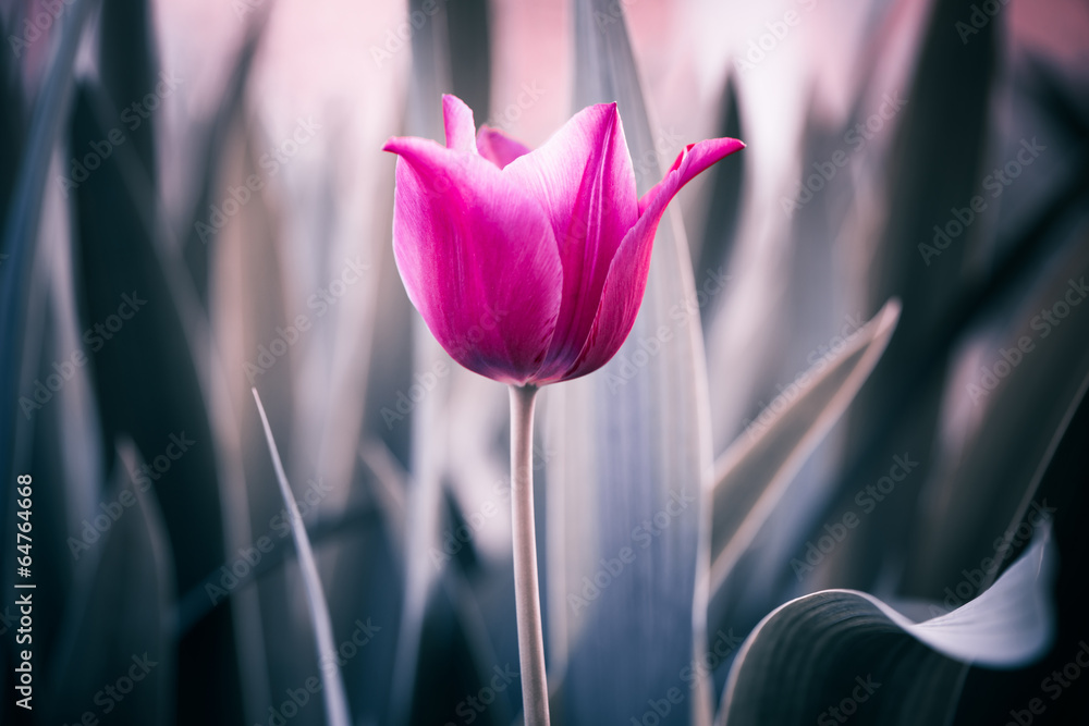 Fototapeta Piękny różowy tulipan. Zbliżenie