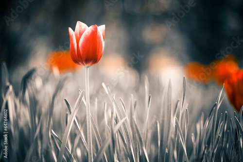 red tulip flower at spring garden #64764602