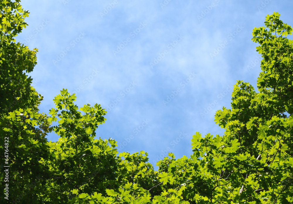 Blue sky in a frame of maple crown Blue sky in a frame of maple crown