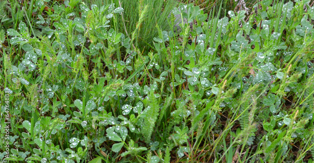 dew on grass dew on grass