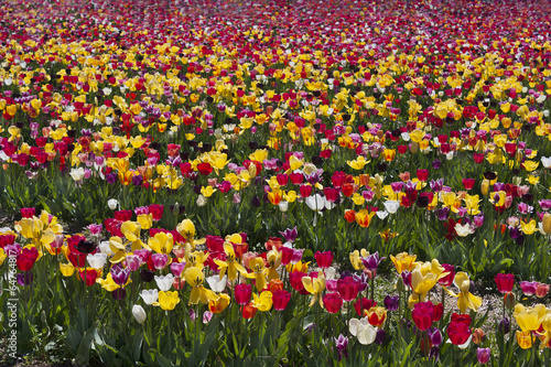 Field of tulips in Haymarket, Virginia. © cindygoff