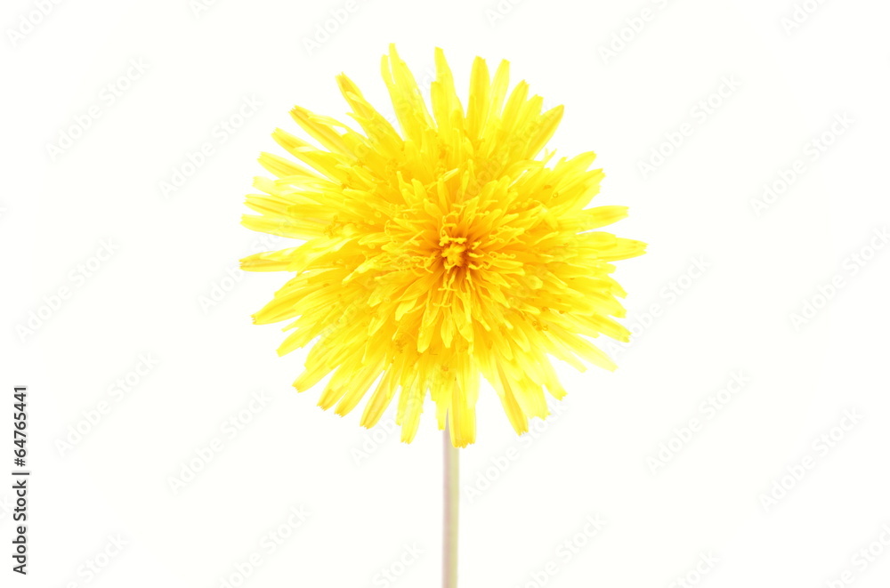 Fototapeta premium Yellow flower of dandelion on white background