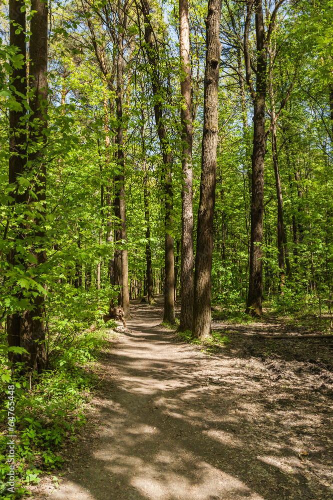 Fototapeta premium Green forest with path