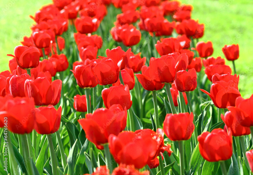 Fototapeta premium Red tulips