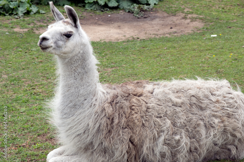 Fototapeta premium Lama in einem Gehege
