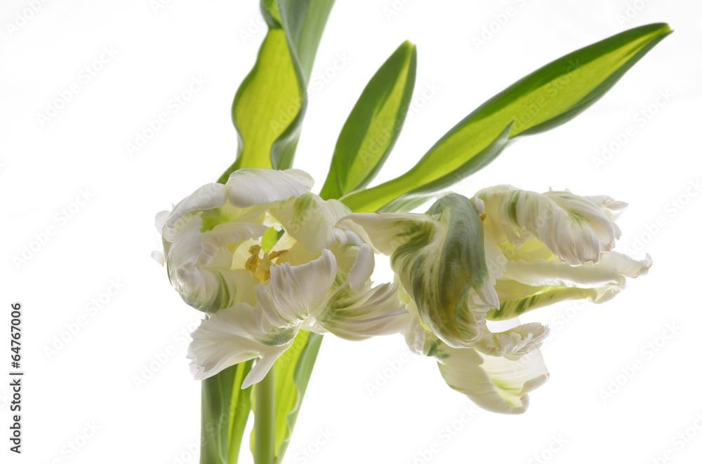 Fototapeta premium beautiful tulip on a white background