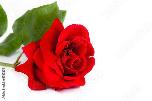 red rose on white background with space for text  love concept