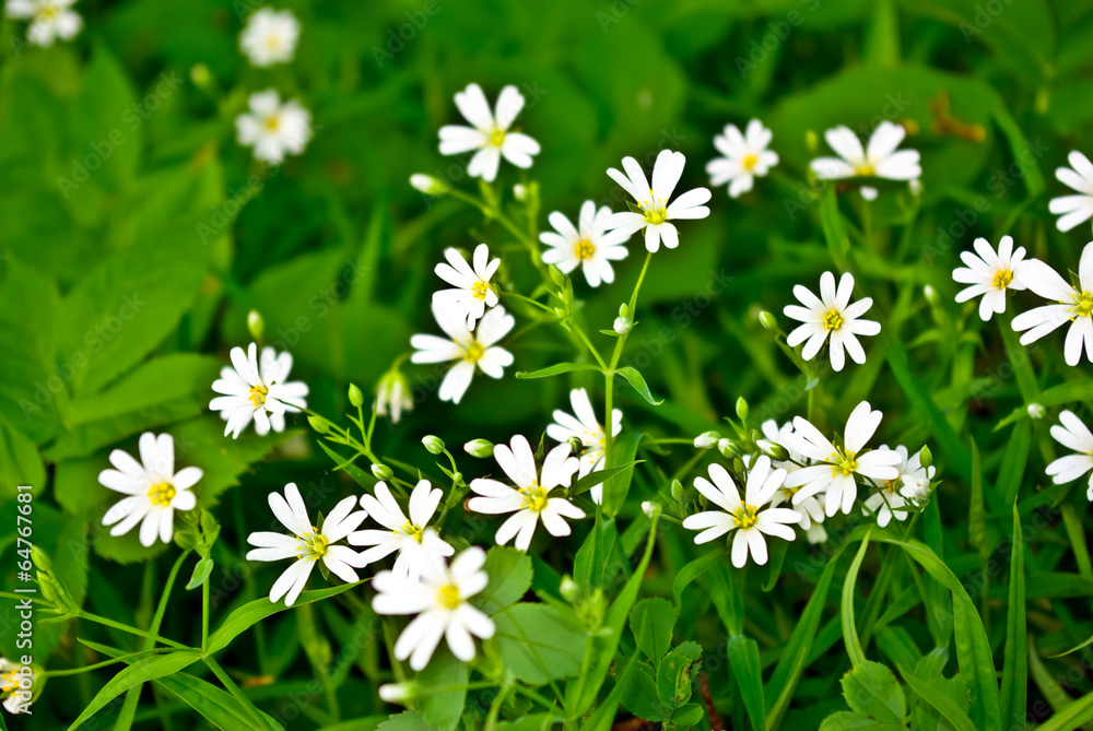 Stellaria holostea blooming in summer in the green grass Stellaria holostea blooming in summer in the green grass
