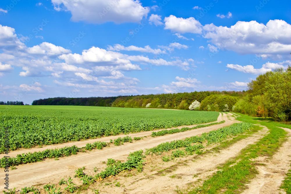 Green field,road,forest,on the background of the blue sky