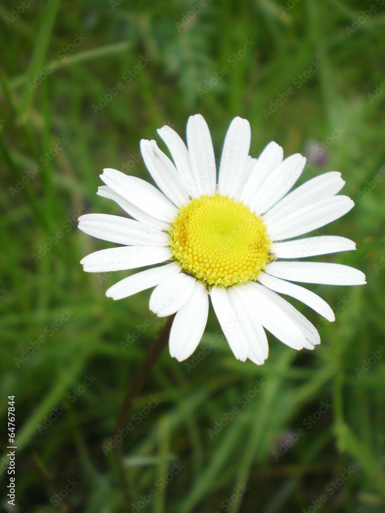 Fototapeta premium Flower margherite.