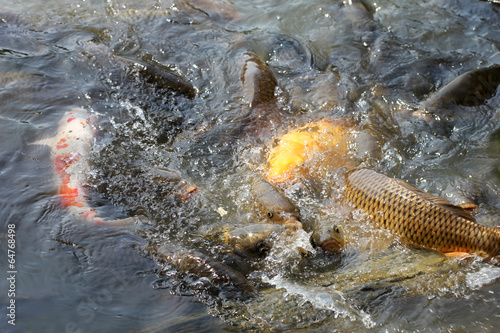 Japanese carps