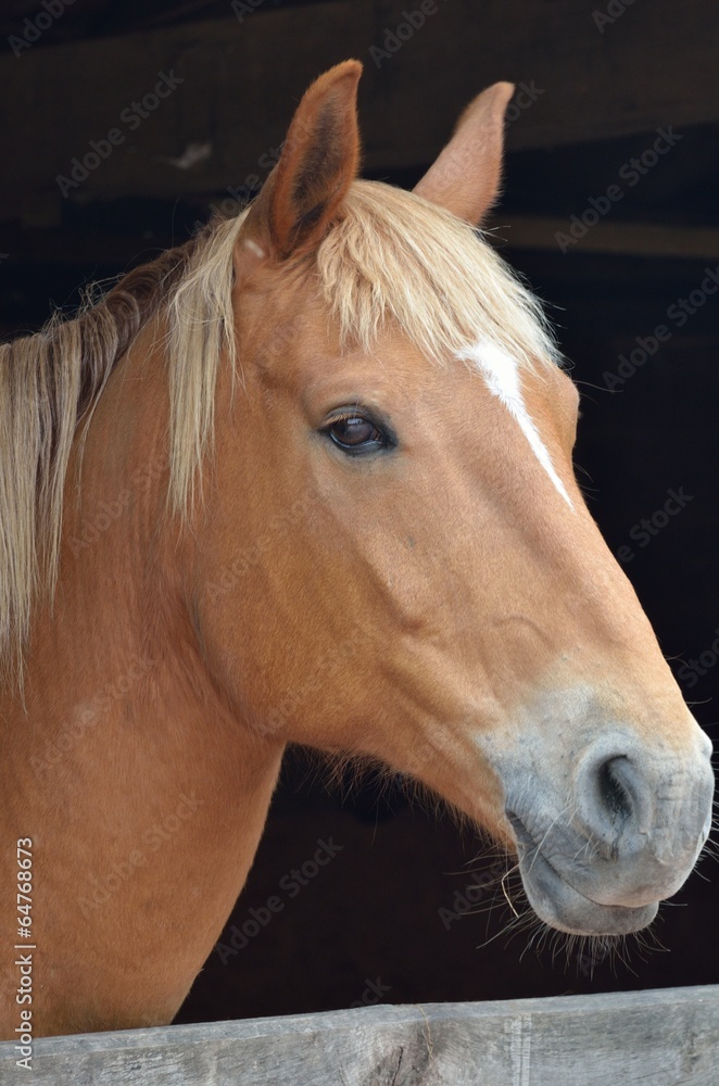 Obraz premium Close view of chesnut horse head