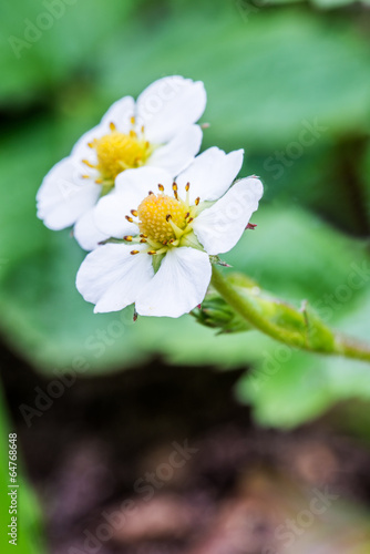 Wild strawberry flowers