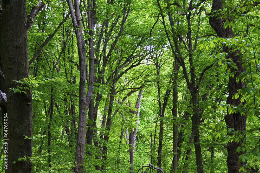 Fototapeta premium Hornbeam forest in spring