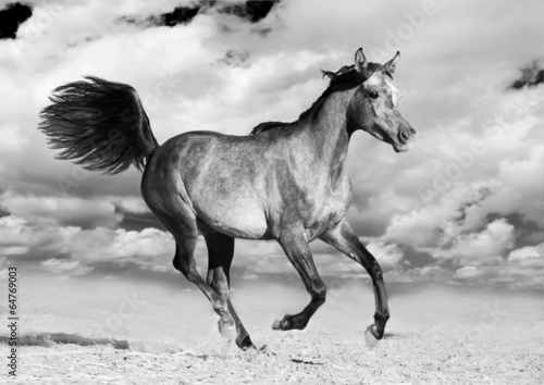 Photo arabian horse runs gallop