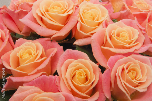 pink natural roses background